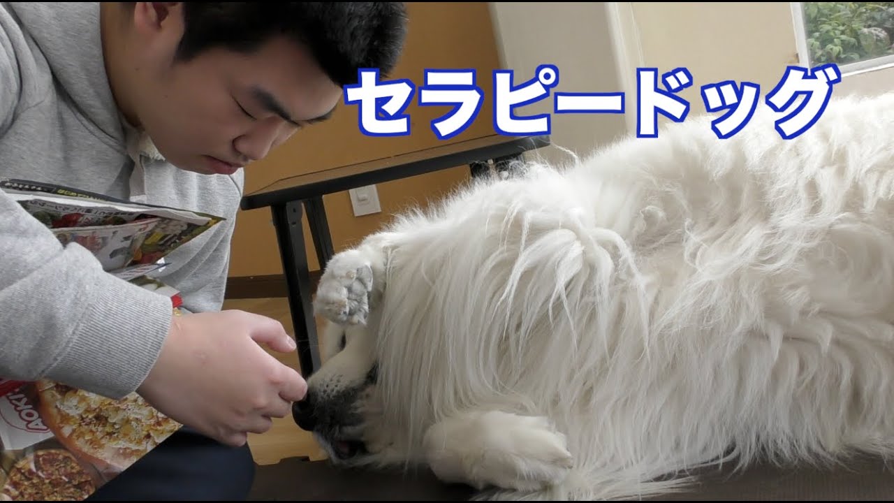 セラピードッグ どちらが癒されている? グレートピレニーズ