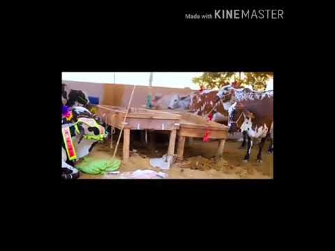 قربانی کرگے دسے دل سے کرے گے مولا کر لے قبول نعت