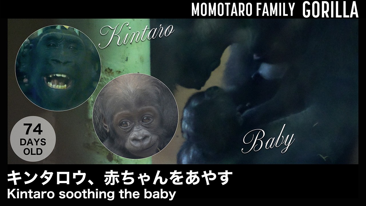 Кинтаро успокаивает малыша – Весёлая семья горилл в Zoo Kyoto, Т. 70