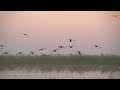 Epic Blue Wing Teal Shoot in Texas