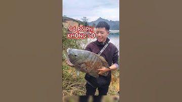 Câu Cá Rô Phi Khổng Lồ - Câu Cá Rô Phi #fishing #cauca #caucagiaitri #câucárôphi #Cá #shorts #short
