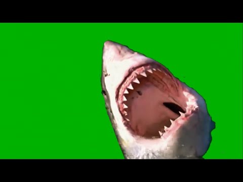 Shark Jumping Up In The Water -HD - Green Screen--with sound-SCARE WARNING