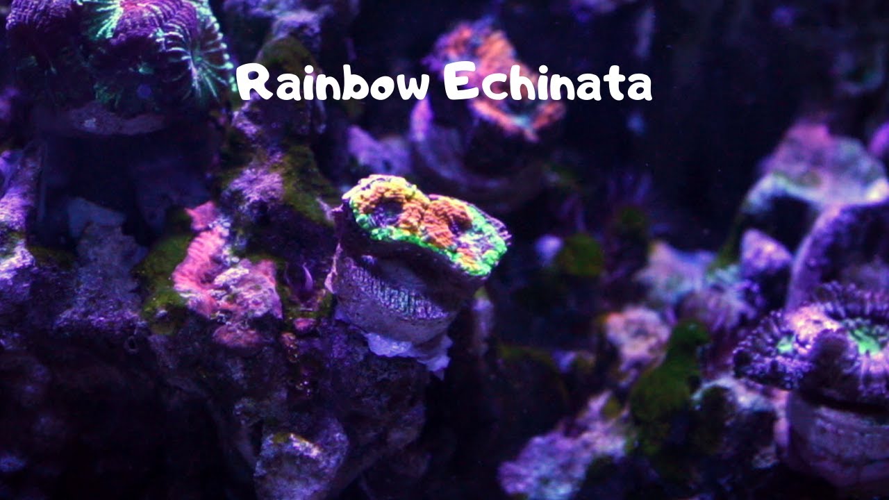 Rainbow Echinata Coral