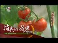 【消失的國界｜創新大未來完整版】不用土也能種！日本有機番茄純天然比市售更甜？｜李天怡主持｜三立新聞台