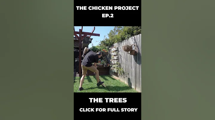 Easy Solution to Toxic Neighbours #garden #toxicpeople  #neighbours #nosey #diy