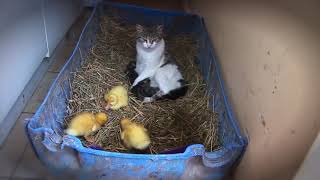 AMAZING Cat Feeding And Taking Care Of Ducklings And Kittens. by Cat Of The Day 564 views 3 years ago 3 minutes, 27 seconds