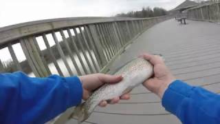 Trout fishing: Virginia