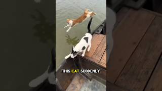 This cat can swim like humans