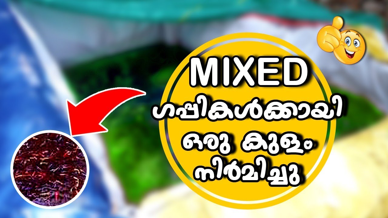 How to Make Biggest Guppy Fish Tank in Malayalam DIY/മിക്സെട് ഗപ്പിക