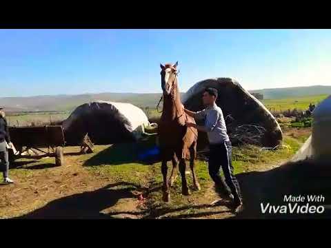 الشوفة في البركي وكاع لايجري