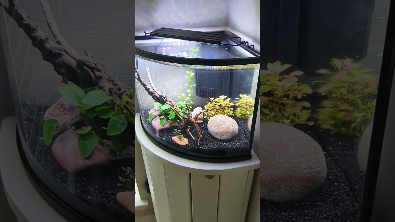 Top fin 6 gallon 🐠 corner tank!!
