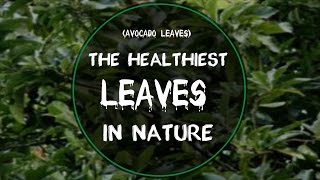 (AVOCADO LEAVES) THE HEALTHIEST LEAVES IN NATURE | AVOCADO LEAVES Benefits | #Avocado