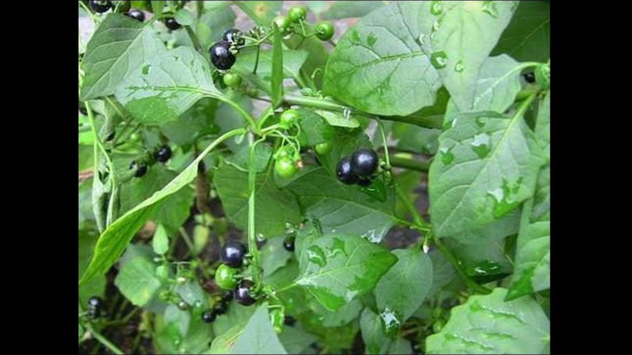 Rau rừng: Rau lù lù đực hay rau nút áo - YouTube