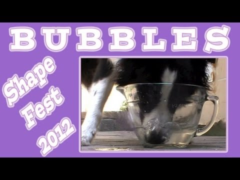 Blowing Bubbles - Shape Fest 2012 - Clicker Dog Training