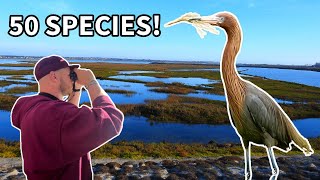 Seeing crazy NEW species at Bolsa Chica Ecological Reserve