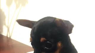 Little min pin yorkie mix named Midi