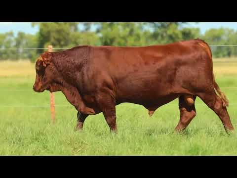 RBU LOTE 19   TAT 3848 M Red Brangus