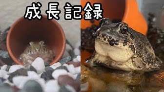 ヌマガエル Youtube