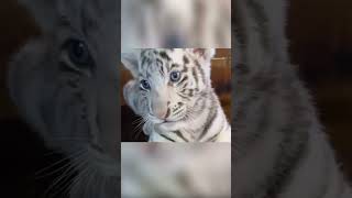 white lion tiger #tiger #white lion #viralvideo #healthyrelationship @minimovers-l6t  #datingtips