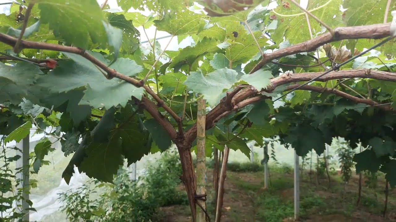 องุ่น6เดือนเปลื่ยนสูตรปุ๋ย เริ่มสะสมอาหารสร้างตาดอก