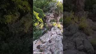 La Peña Mona Piedras De Lumbre Jerecuaro, Guanajuato.