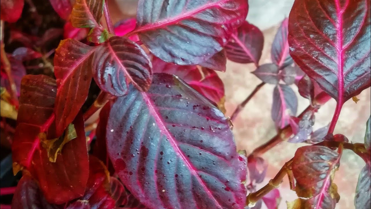 نبات دم العاشق او دم الغزال طريقة التكاثر و المحافظه على النبته الام