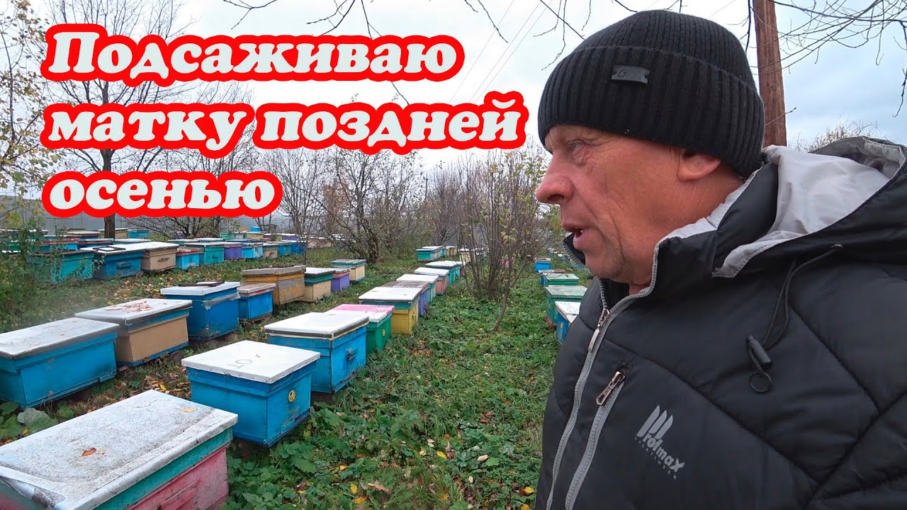 БЕЗМАТОЧНАЯ ПЧЕЛОСЕМЬЯ ПОЗДНЕЙ ОСЕНЬЮ, ХРАНЕНИЕ РАМОК, КАКИЕ ЛУЧШИЕ ...