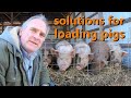 how to load reluctant pigs & explaining strange USDA butcher rules