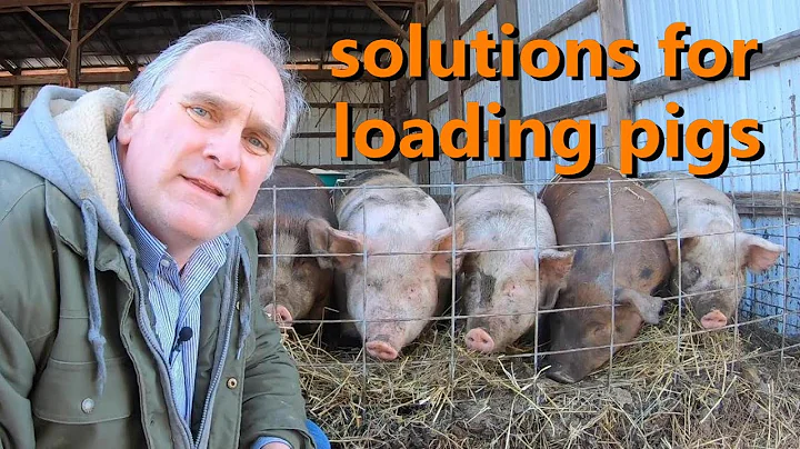 how to load reluctant pigs & explaining strange USDA butcher rules