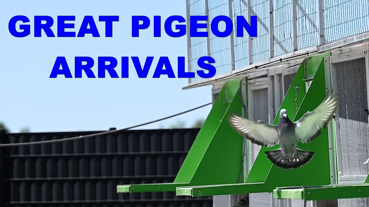 AMAZING PIGEON ARRIVALS FROM 373KM