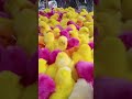 chicken amazing chicks colourful