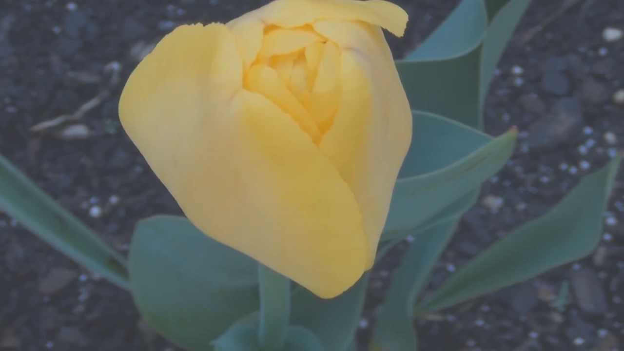 Tulip flower opening time lapse YouTube