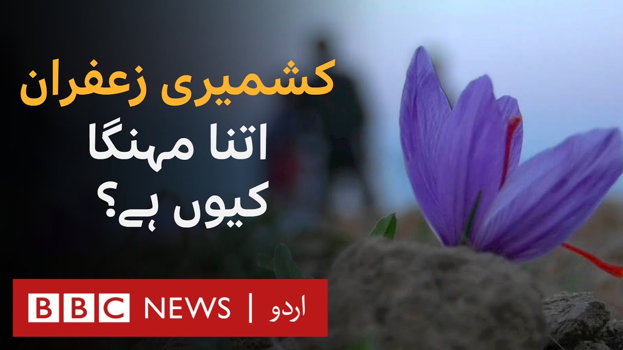 Why is Kashmiri saffron so expensive? BBC URDU YouTube
