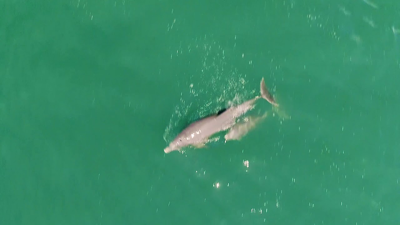 Dolphins and massive herd of sharks, Topsail Beach, NC 82818 YouTube