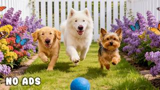 24 Hours of Dog TV for Dogs to Watch 🐶🎵 Calm Background Music for Dogs & Relaxation 🌿🐾 screenshot 4