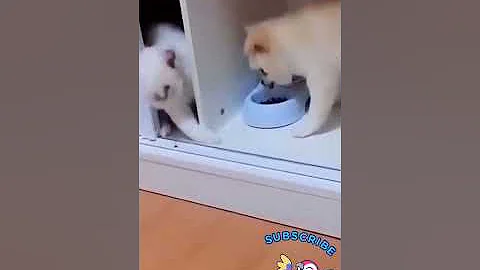 Video 11671861: cat vs dog funny, laugh cats dogs funny