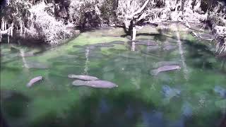 Manatee aggregation at Blue Spring feat. manatee Dineh and calf