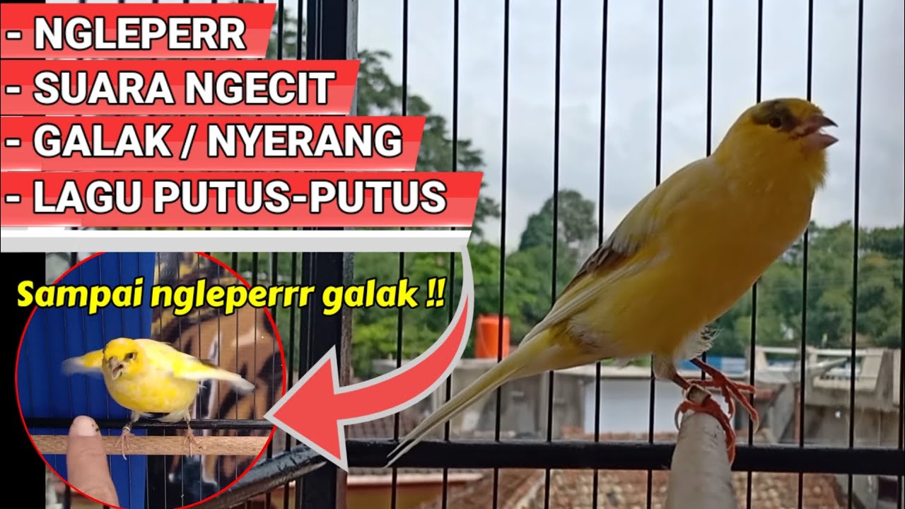 Cara AMPUH BIKIN KENARI OB STABIL kembali || cukup 1 minggu