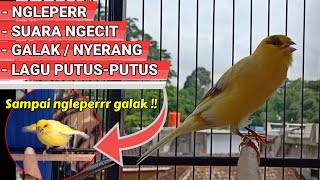 Cara AMPUH BIKIN KENARI OB STABIL kembali || cukup 1 minggu