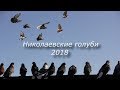 Николаевские голуби 2018