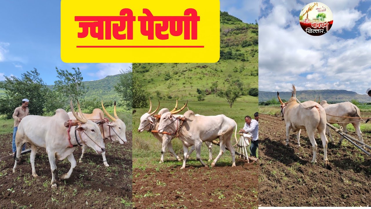 ज्वारी पेरणी मार्गदर्शन शेतकरी श्री अशोक निवृत्ती शिंदे रा बावधन नाद खिल्लार 🚩🚩