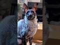 Why Alien Cats Smell Like Cheese #goodtoknow #vet #medicine #funfacts #lifehacks #educational