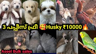 Husky ₹10000🔥3 puppys Free❤Aseel Bulk sales|പ്രാവ് 🕊️puppys sale|pigeons sale|Pets sale low price|D4