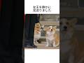 エリザベス女王を見送った犬たち #動物雑学 #いぬのきもち #いぬのいる生活