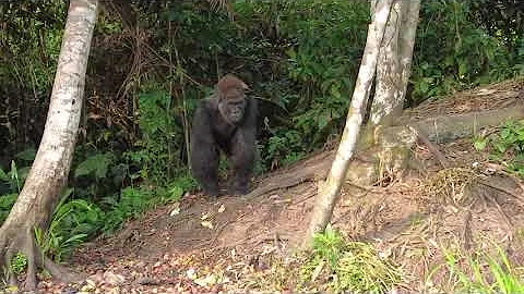 Western Lowland Gorillas of Camp Abio, Republic of Congo