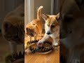Will It Press the Trap? The corgi touch…#slowmotionpaw #trapwatch #shortclip #cat #animalshorts