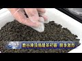 南投新聞 鹿谷冬季凍頂烏龍茶葉初審