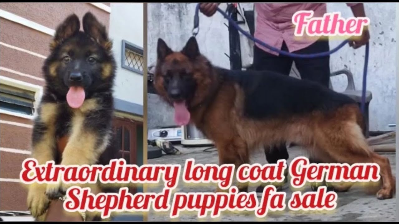 Long coat German Shepherd puppy fa saleSold outHyderabaddog market