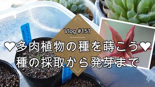 【Vlog151】多肉植物の種を蒔こう🌱種の採取から発芽まで【多肉植物実生】【自家受粉】【交配】