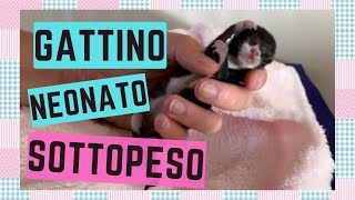 Gattino SOTTOPESO denutrito